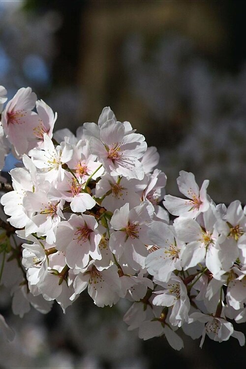 Cherry Blossoms Journal: Blank Lined Journal Paper Notebook (6x9 Inch - 70 Sheets/140 Pages) (Paperback)