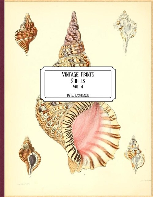 Vintage Prints: Shells: Vol. 4 (Paperback)