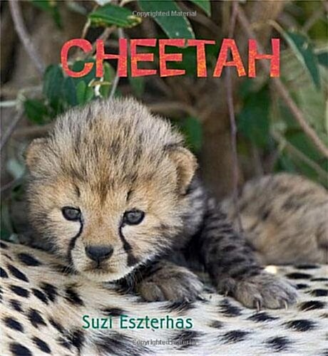 Cheetah (Paperback)