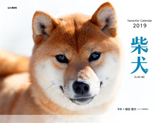 柴犬 カレンダ- (2019) (A3ヘン)