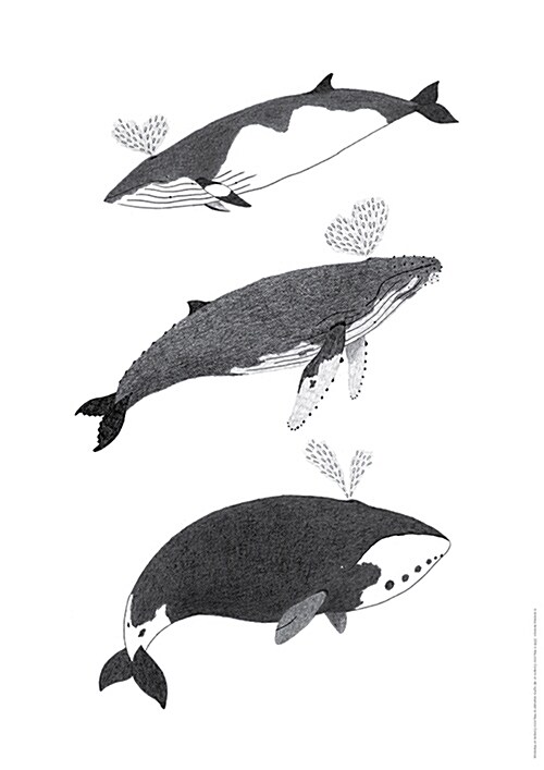 밍크고래, 혹등고래, 북극고래 포스터 (지관통 포장)