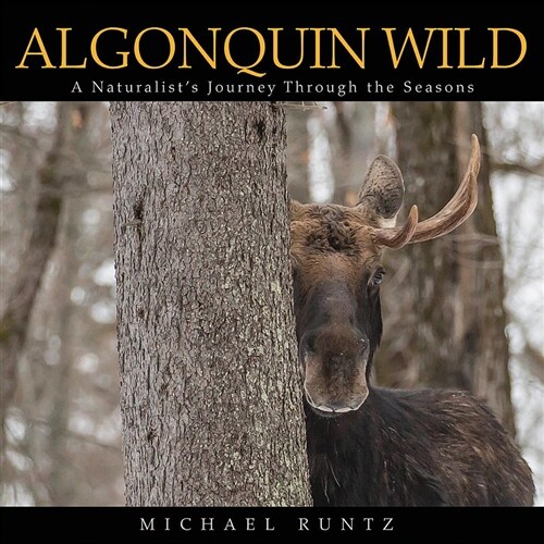 Algonquin Wild: A Naturalists Journey Through the Seasons (Paperback)