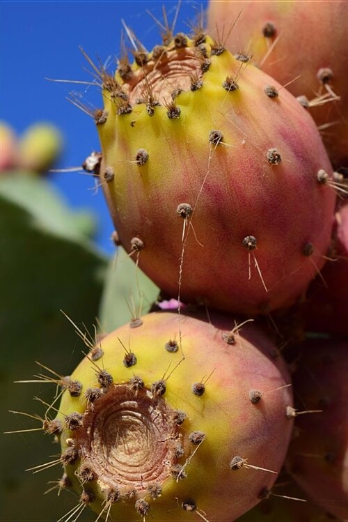 Fresh Prickly Pears Journal: Take Notes, Write Down Memories in This 150 Page Lined Journal (Paperback)