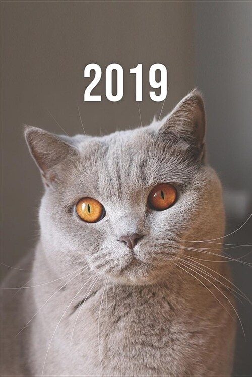 2019: Jan - Dez Wochenplaner - 365 Tage Terminkalender Mit Uhrzeit - 1 Tag Auf 1 Seite, Ca. A5 - Mieze Katze (Paperback)