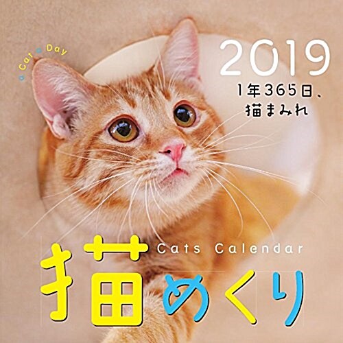 猫めくり 2019年 カレンダ- 日めくり