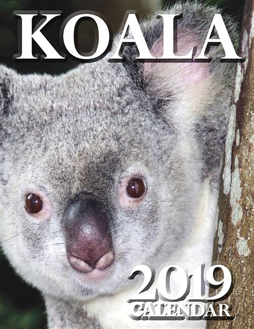 Koala 2019 Calendar (Paperback)
