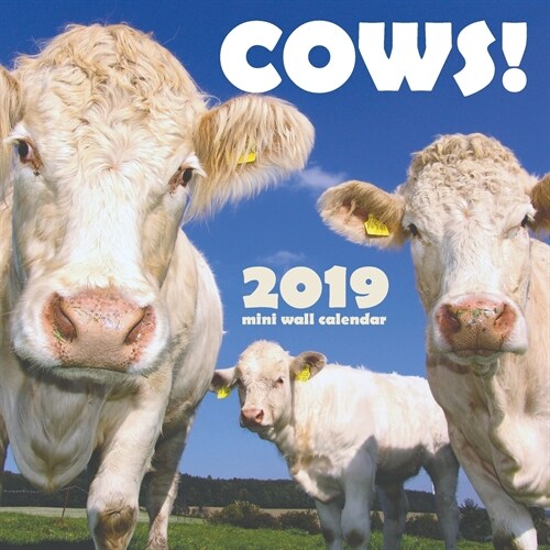 Cows! 2019 Mini Wall Calendar (Paperback)