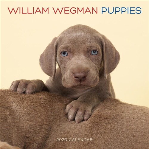 William Wegman Puppies 2020 Wall Calendar (Wall)