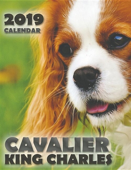 Cavalier King Charles 2019 Calendar (Paperback)