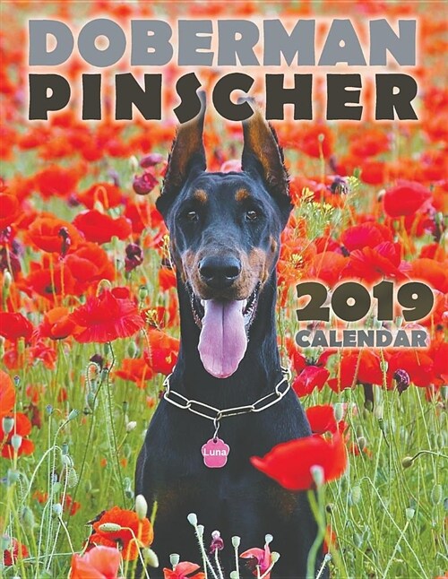 Doberman Pinscher 2019 Calendar (Paperback)