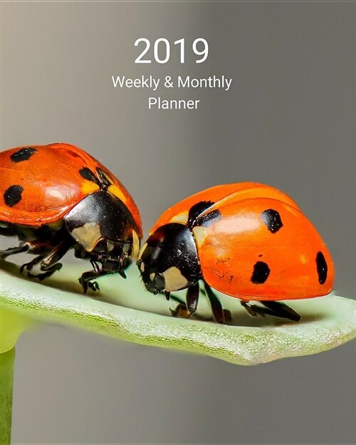 2019 Weekly and Monthly Planner: Lady Bugs Flower Daily Organizer -To Do -Calendar in Review/Monthly Calendar (Paperback)