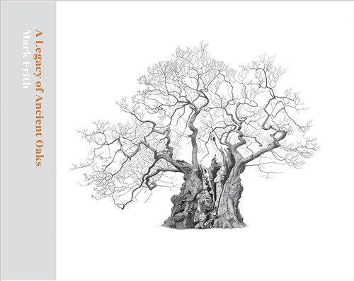 A Legacy of Ancient Oaks (Hardcover)