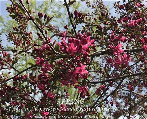 Spring in the Creasey Mahan Nature Preserve (Hardcover)