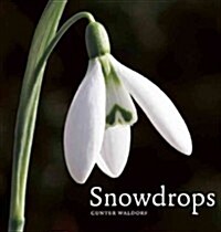 Snowdrops (Hardcover)