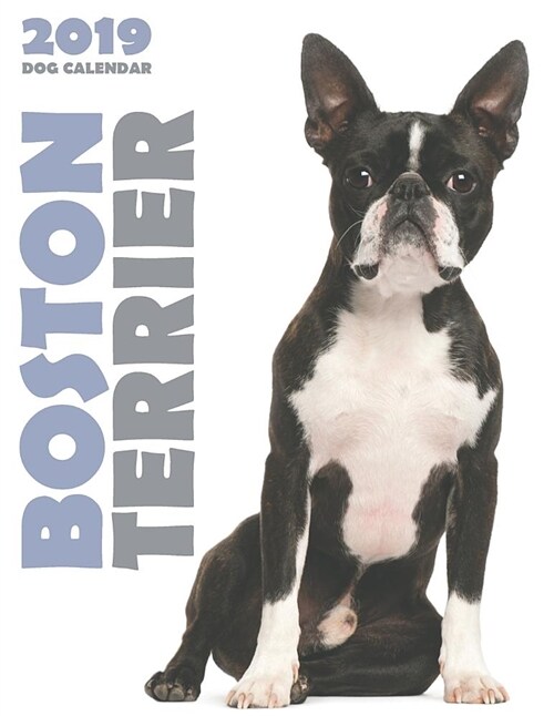 Boston Terrier 2019 Dog Calendar (Paperback)