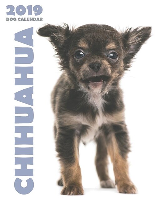 Chihuahua 2019 Dog Calendar (Paperback)