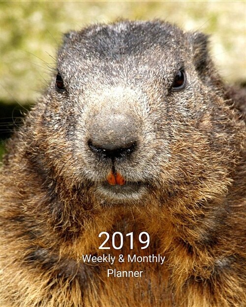 2019 Weekly and Monthly Planner: Beaver Daily Organizer -To Do -Calendar in Review/Monthly Calendar with U.S. Holidays (Paperback)