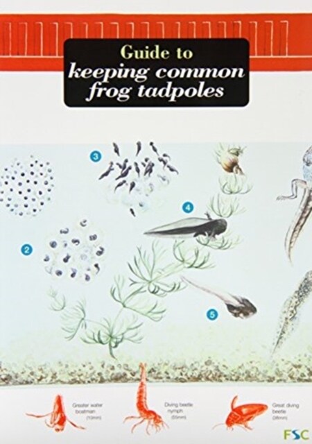 A Guide to Keeping Common Frog Tadpoles (Paperback)