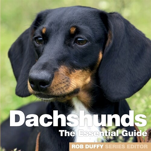 Dachshunds : The Essential Guide (Paperback)