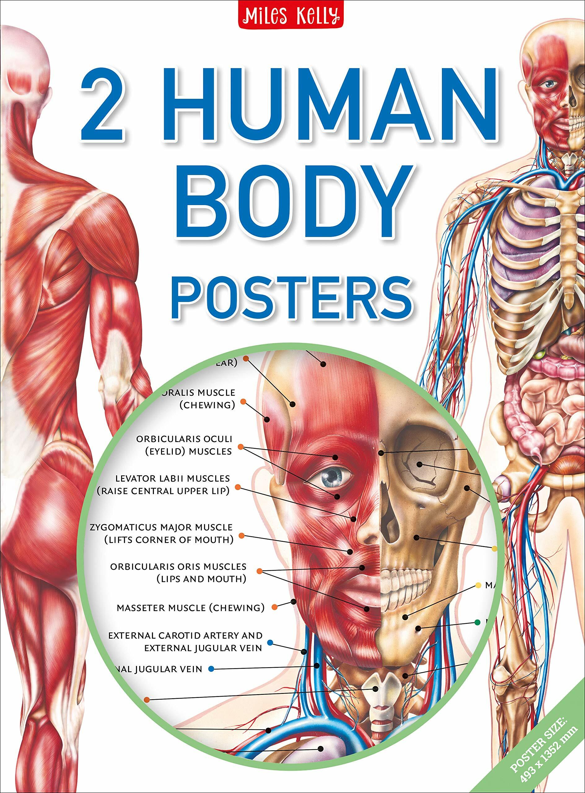 Human Body Poster Pack (포스터)