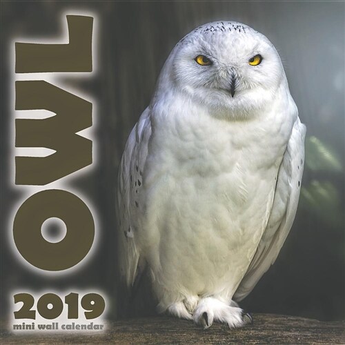 The Owl 2019 Mini Wall Calendar (Paperback)