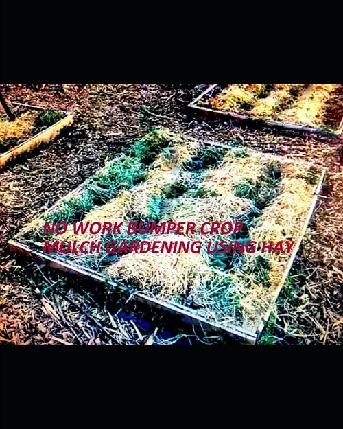 No Work Bumper Crop Mulch Gardening Using Hay: Or Straw, Grass, Leaves, Wood Chips, Logs, Cardboard, Newspapers, Compost, Sand, or Manure: My Checklis (Paperback)