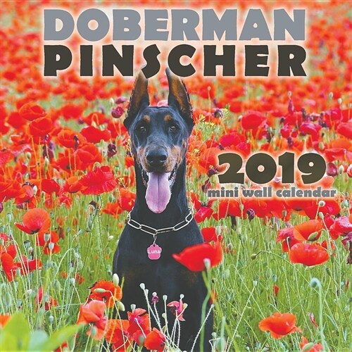 Doberman Pinscher 2019 Mini Wall Calendar (Paperback)