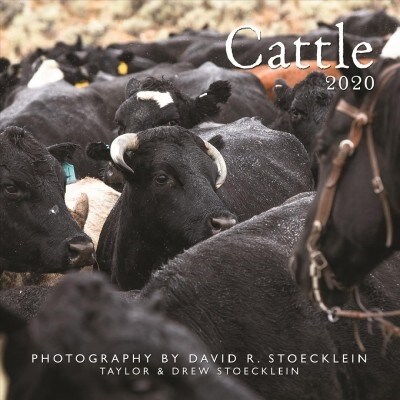 Cattle 2020 Calendar (Calendar, Wall)