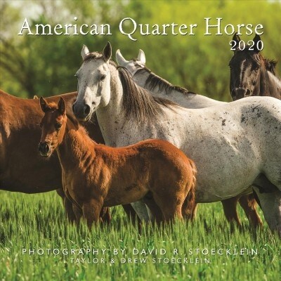 2020 American Quarter Horse Calendar (Wall)