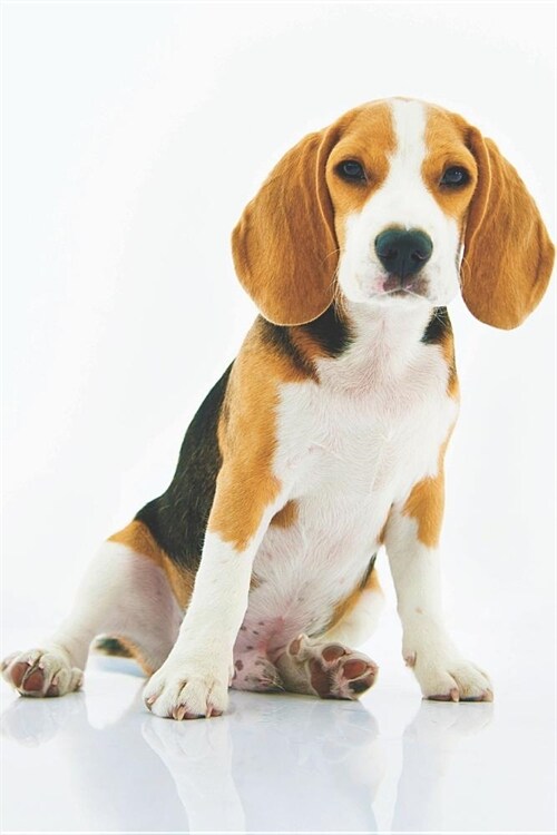 Notes: Lined Notebook 120 Pages (6 X 9 Inches) Ruled Writing Journal with an Adorable Purebred Beagle Puppy Cover (Paperback)