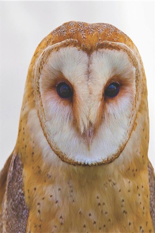 Notes: Lined Notebook 120 Pages (6 X 9 Inches) Ruled Writing Journal with a White and Brown Barn Owl (Paperback)