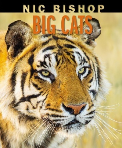 Nic Bishop Big Cats (Hardcover)