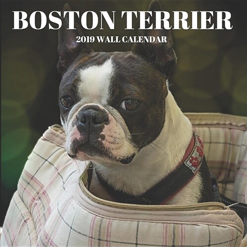 Boston Terrier 2019 Wall Calendar: Mini Wall Calendar Dog Photography 12 Month Calendar Planner (Paperback)