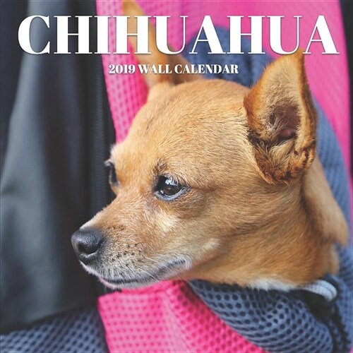 Chihuahua 2019 Wall Calendar: Mini Wall Calendar Dog Photography 12 Month Calendar Planner (Paperback)