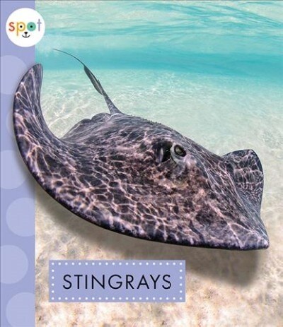 Stingrays (Paperback)