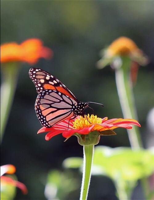 2019 Medical Planner: 8.5 X 11 Butterfly Planner with 365 Pages from January 2019 Through December 2019 (Paperback)