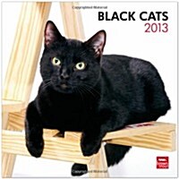 Black Cats 2013 Calendar (Paperback, Wall)