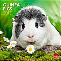 Guinea Pigs 2013 Calendar (Paperback, Wall)
