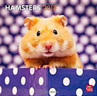 Hamsters 2013 Calendar (Paperback, Wall)