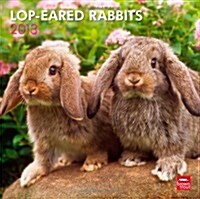 Lop-Eared Rabbits 2013 Calendar (Paperback, Wall)