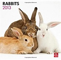 Rabbits 2013 Calendar (Paperback, Wall)