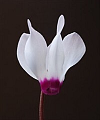 Genus Cyclamen : Science, Cultivation, Art and Culture (Hardcover)