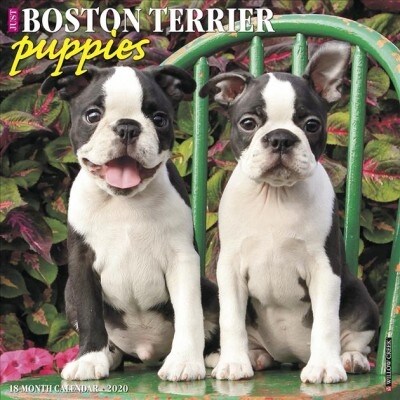 Just Boston Terrier Puppies 2020 Wall Calendar (Dog Breed Calendar) (Wall)