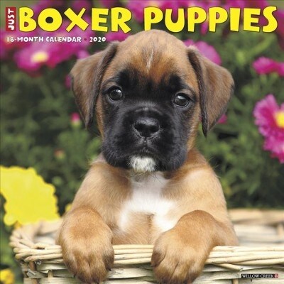 Just Boxer Puppies 2020 Wall Calendar (Dog Breed Calendar) (Wall)