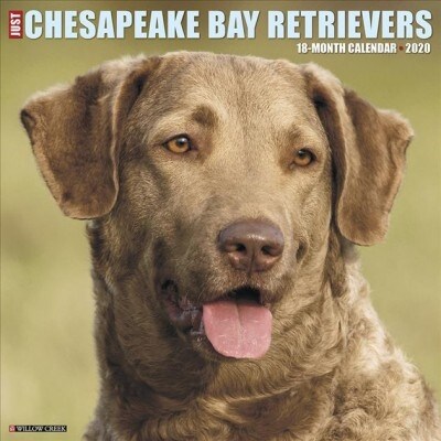 Just Chesapeake Bay Retrievers 2020 Wall Calendar (Dog Breed Calendar) (Wall)