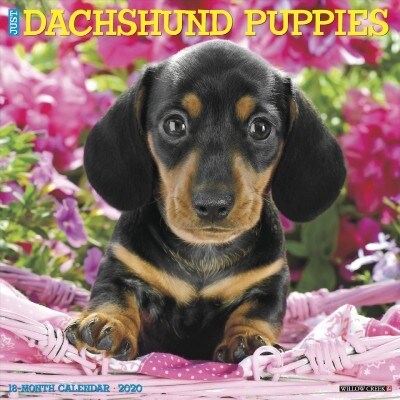 Just Dachshund Puppies 2020 Wall Calendar (Dog Breed Calendar) (Wall)