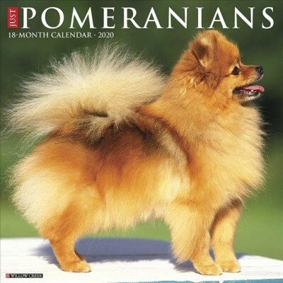 Just Pomeranians 2020 Wall Calendar (Dog Breed Calendar) (Wall)