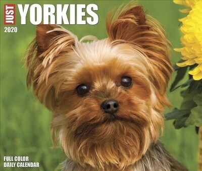 Just Yorkies 2020 Box Calendar (Dog Breed Calendar) (Daily)