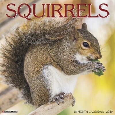 Squirrels 2020 Wall Calendar (Wall)