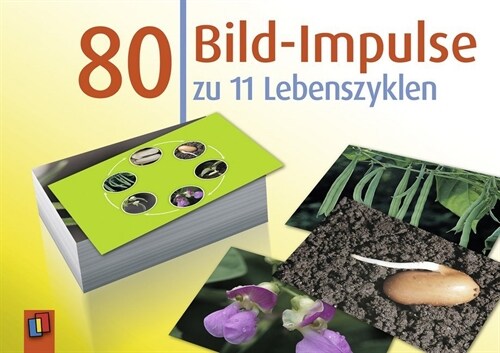 80 Bild-Impulse zu 11 Lebenszyklen (Cards)